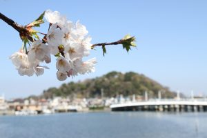 野島と桜の風景